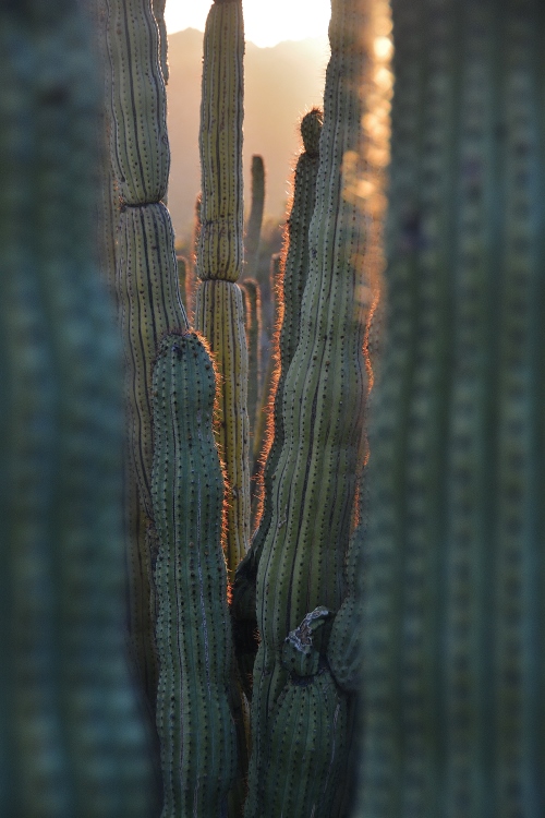 desert floor at sunset